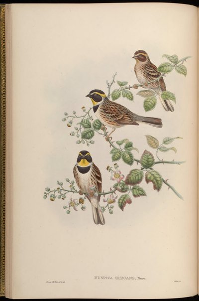 Euspiza elegans = Emberiza elegans af John Gould